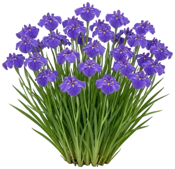 Center of Attention Iris cut-out illustration