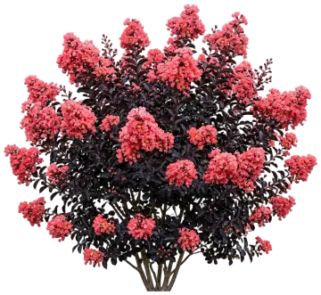 Center Stage Coral Crape Myrtle cut-out illustration
