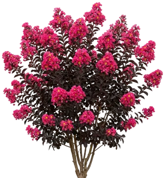 Center Stage Pink Crape Myrtle cut-out illustration