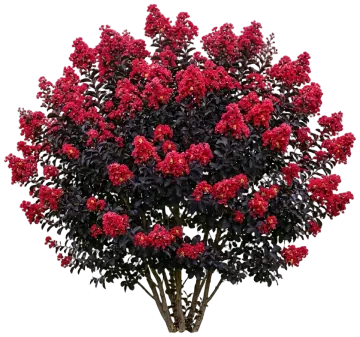 Center Stage Red Crape Myrtle cut-out illustration