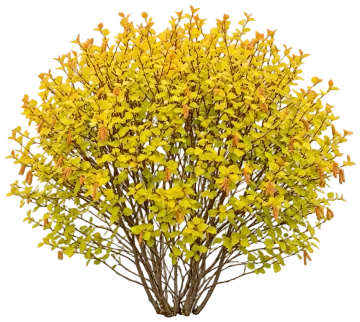 Cesky Gold Dwarf Birch cut-out illustration
