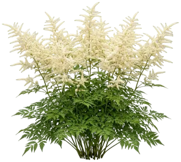 Chantilly Lace Goatsbeard cut-out illustration