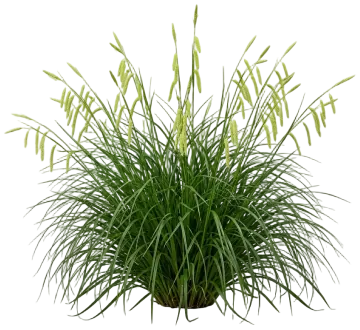 Cherokee Sedge cut-out illustration