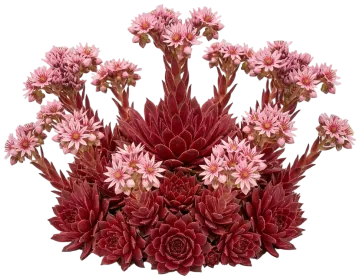 Cherries Jubilee Hens and Chicks cut-out illustration