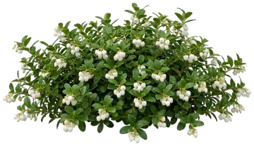 Cherry Berries Wintergreen cut-out illustration
