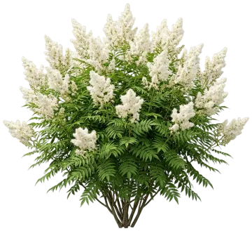 Cherry on Top Sorbaria cut-out illustration