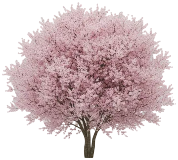 Pink Cloud Cherry cut-out illustration