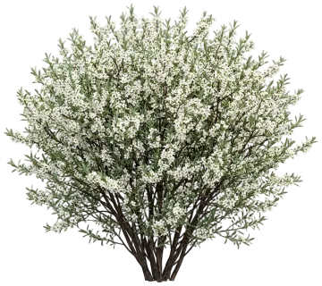 Western Sand Cherry cut-out illustration