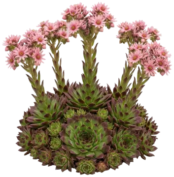 Chick Charms Appletini Hens & Chicks cut-out illustration