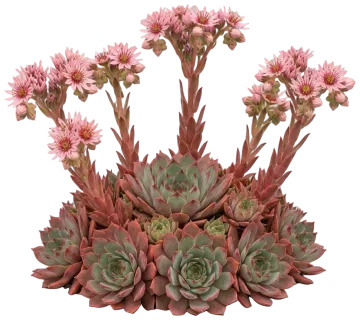 Chick Charms Autumn Apple Hens and Chicks cut-out illustration