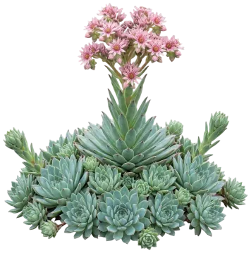 Chick Charms Berry Blues Hens & Chicks cut-out illustration