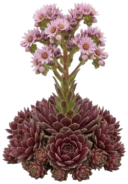 Chick Charms Berry Bomb Hens & Chicks cut-out illustration