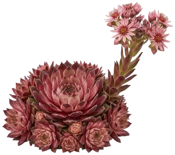 Chick Charms Candied Apple Hens and Chicks cut-out illustration