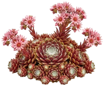 Chick Charms Cosmic Candy Hens & Chicks cut-out illustration