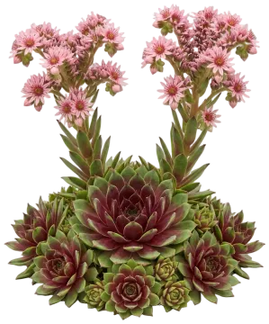 Chick Charms Cranberry Cocktail Hens & Chicks cut-out illustration