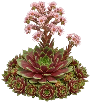 Chick Charms Giant Emerald Explosion Hens and Chicks cut-out illustration
