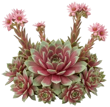 Chick Charms Giant Pink Sapphire Hens and Chicks cut-out illustration