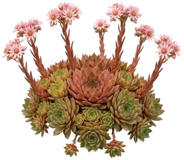 Chick Charms Giants Copper Canyon Hens and Chicks cut-out illustration