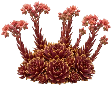 Chick Charms Gold Crown Hens and Chicks cut-out illustration