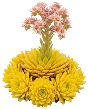 Chick Charms Gold Dust Hens and Chicks cut-out illustration