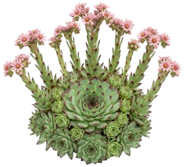Chick Charms Mint Chocolate Chips Hens and Chicks cut-out illustration