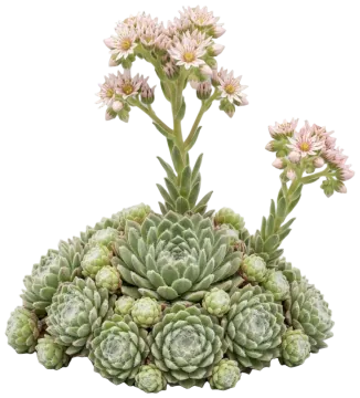 Chick Charms Powdered Pastry Hens and Chicks cut-out illustration