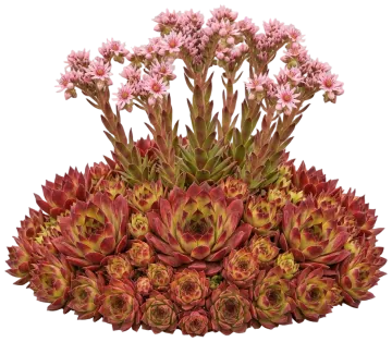 Chick Charms Strawberry Kiwi Hens & Chicks cut-out illustration