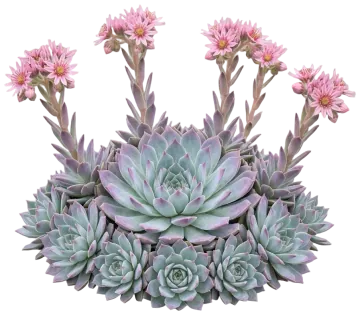 Chick Charms Sugar Shimmer Hens & Chicks cut-out illustration