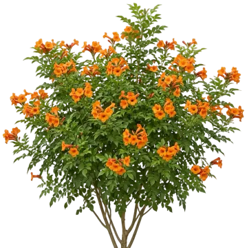 Chicklet Orange Tecoma cut-out illustration
