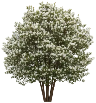 Chinese Stewartia cut-out illustration
