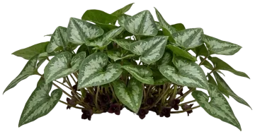 Chinese Wild Ginger cut-out illustration