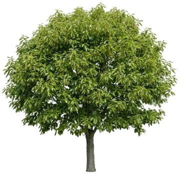 Chinkapin Oak cut-out illustration