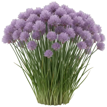 Chives cut-out illustration