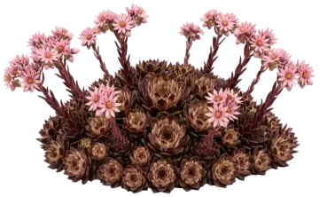 Choco Latte Hens and Chicks cut-out illustration