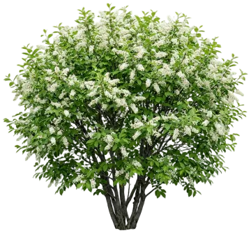 Chokecherry cut-out illustration