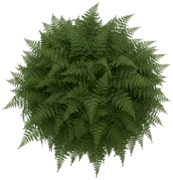 Christmas Fern cut-out illustration