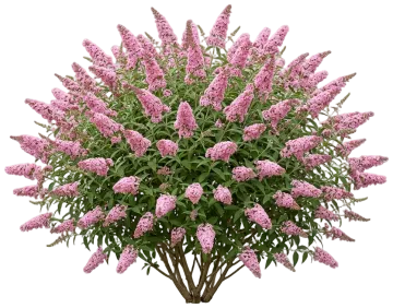 Chrysalis Pink Butterfly Bush cut-out illustration