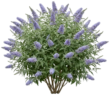 Chrysalis Steel Blue Butterfly Bush cut-out illustration
