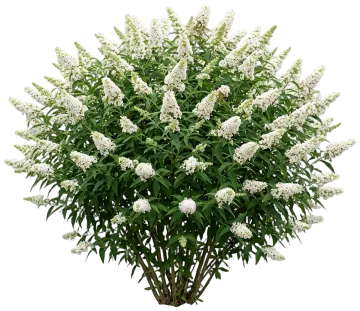 Chrysalis White Butterfly Bush cut-out illustration