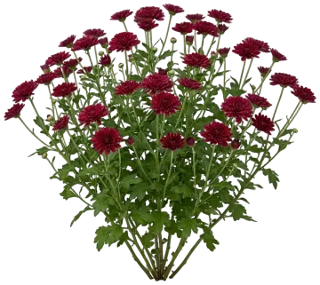Burgundy Mum cut-out illustration