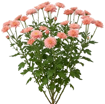 Coral Mum cut-out illustration