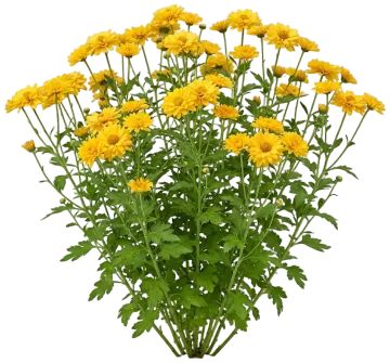 Gold Mum cut-out illustration