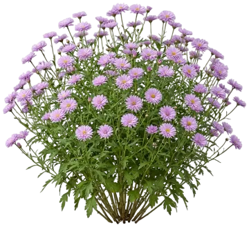 Lavender Mum cut-out illustration
