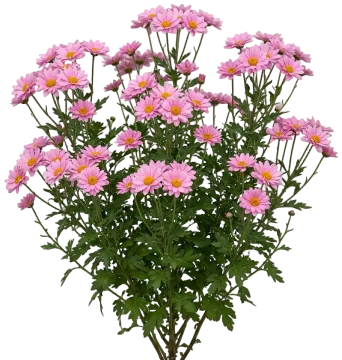 Pink Mum cut-out illustration