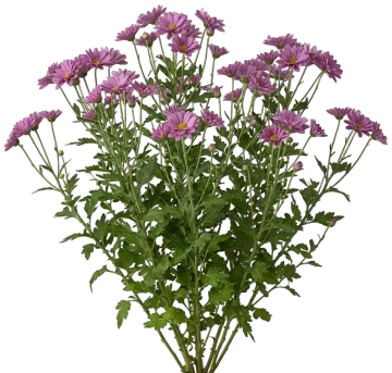 Purple Mum cut-out illustration