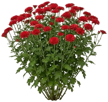 Red Mum cut-out illustration