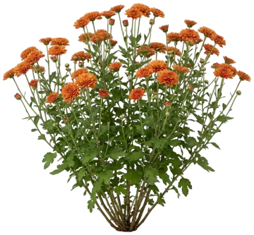 Rust Mum cut-out illustration