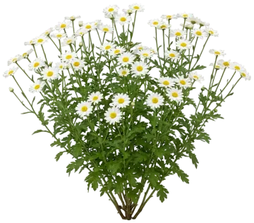 White Mum cut-out illustration