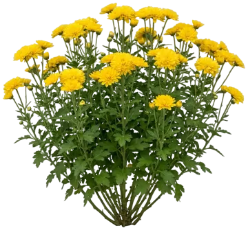 Yellow Mum cut-out illustration