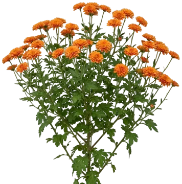 Garden Mum cut-out illustration